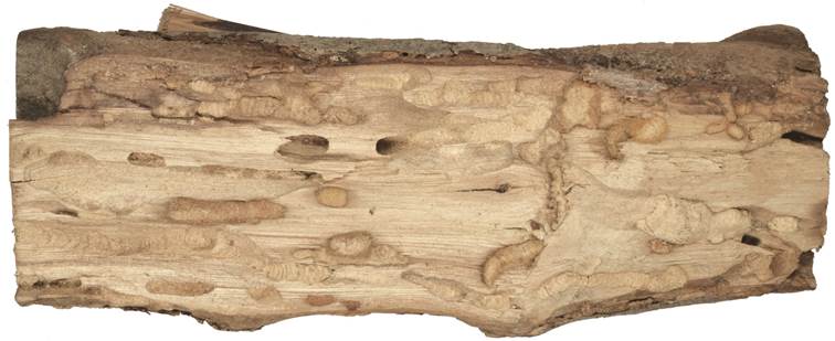 aac Kréta Ficus.JPG